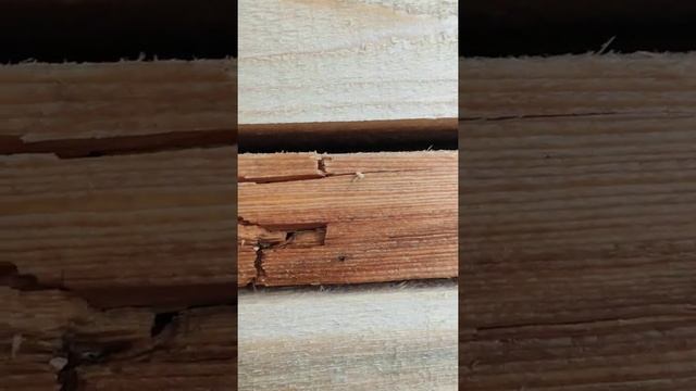 Сухостой. Обрезной пиломатериал из сухостоя. 16 июля 2020 г. смотреть онлайн