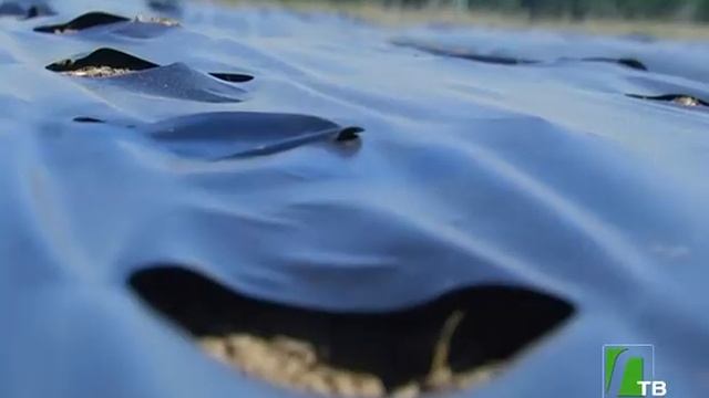 2018 07 04 Посадка клубники в ООО Плодопитомник смотреть онлайн