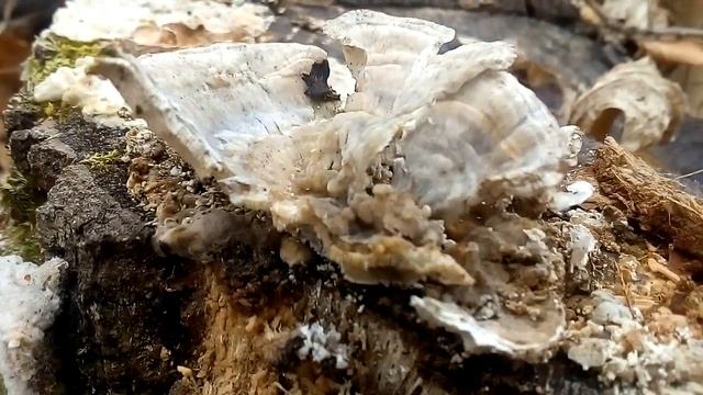 Trametes pubescens or ohracea? смотреть онлайн