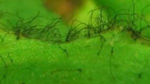 КАК БОРОТЬСЯ С ЧЁРНОЙ БОРОДОЙ В АКВАРИУМЕ