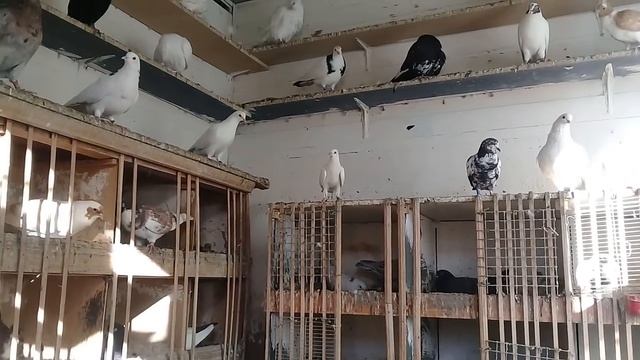 Совет от Гагика 17.Как лечить от солмонелиоза и от вертячки. смотреть онлайн