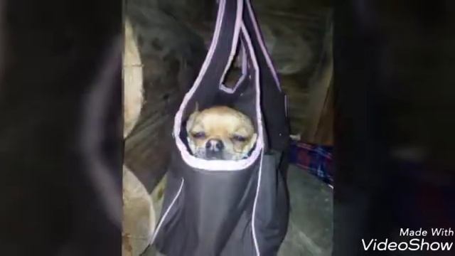 Все мои животные собака🐕кошка🐈кролик🐇крысы🐁🐀 смотреть онлайн
