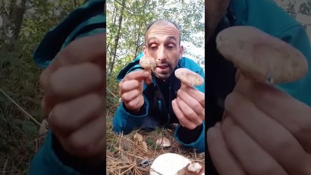 Como identificar os cogumelos silvestres. смотреть онлайн