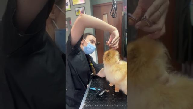 стрижка ушей шпицу. смотреть онлайн