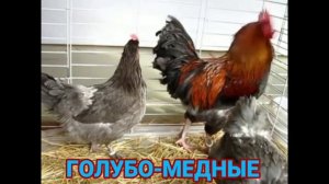 ПОРОДА КУР МАРАНЫ - ЧТО МЫ ЗНАЕМ О НИХ ❓ ПРИЗНАННЫЕ ОКРАСЫ - Читайте описание к ролику?