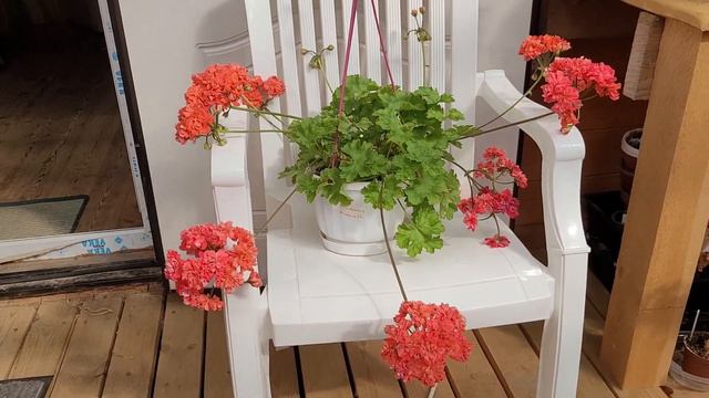 ЛиА Маринель