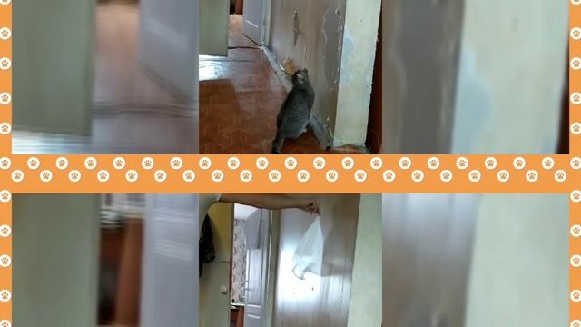 Самые высокие прыжки кота 2 смотреть онлайн