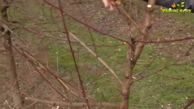 Обрезка персика, формировка кроны стройное веретено. смотреть онлайн