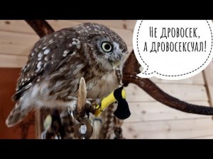 Маленький сыч Лучик с пером, с топором и с пушистым другом. Осторожно, милота зашкаливает!