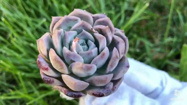 Echeveria Rosalia смотреть онлайн
