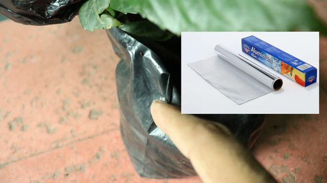 Hibiscus air layering सिर्फ 15 दिन में 110% Successful RESULTS Very easy Method смотреть онлайн