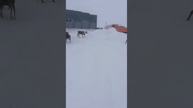 Опять пришли Олени в гости