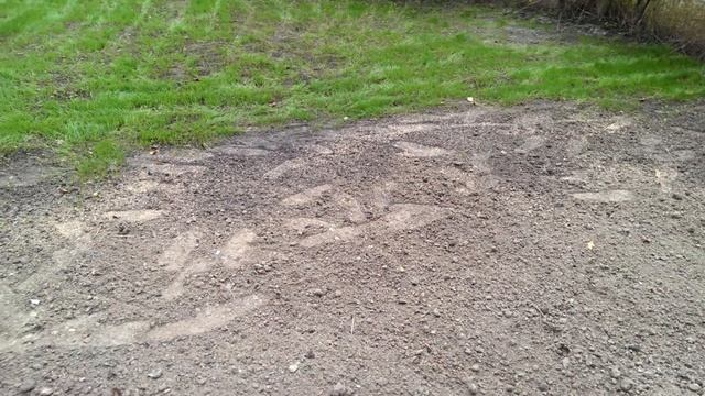 Посадка газона отзыв