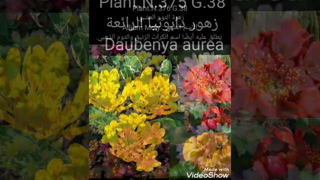 مجموعة Group 38 نباتات الحدائق المزهرة Flowering garden plants смотреть онлайн