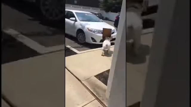 СОБАКА ИЩЕТ ДОРОГУ ДОМОЙ! ПРИКОЛЫ И ПАРОДИИ! смотреть онлайн