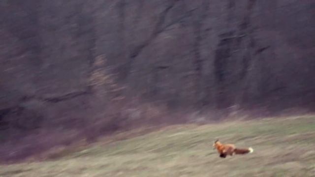 53 Kill Shots In 3 Minutes - Coyote Hunting смотреть онлайн
