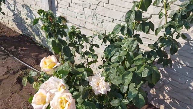Просто для хорошего настроения: для вас дорожка роз🌺🌺🌺 смотреть онлайн