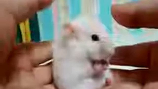 Испуг хомяка