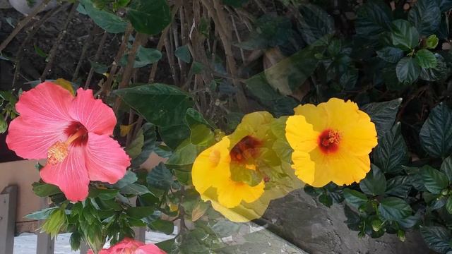 Hibiscus Flower Slideshow #2