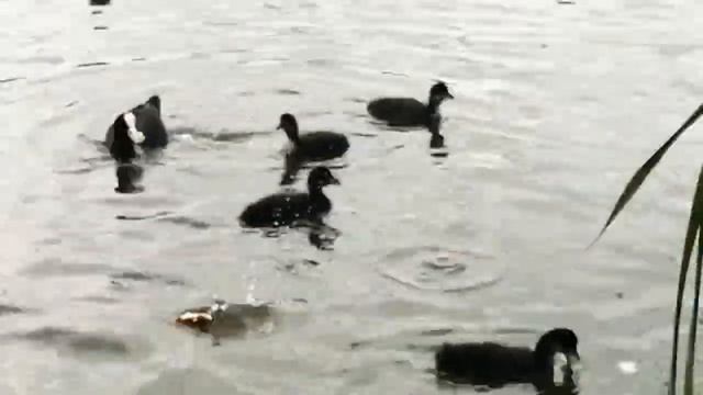 Купили хлеба два батона и пошли на Барисовские кормить уток. смотреть онлайн