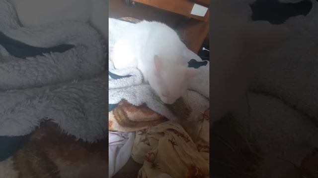 Прорастила для кота травку из овсянки. Без земли ! Оценка кота в видео :) смотреть онлайн