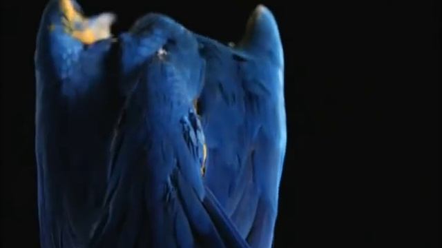 без билета по ветру