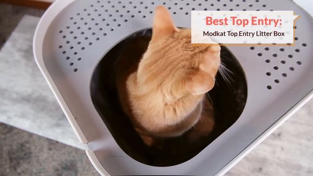 Top 10 Best Cat Litter Boxes of 2021 (We Tested Them All) смотреть онлайн