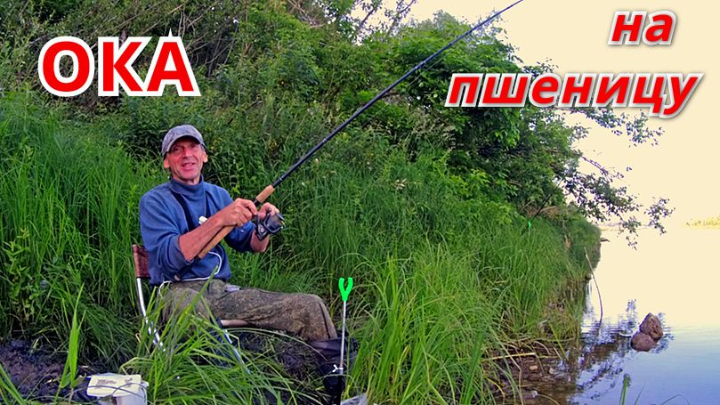 ПОКЛЁВКИ ТОЛЬКО на ПШЕНИЦУ. Рыбалка на ОКЕ в июне. смотреть онлайн