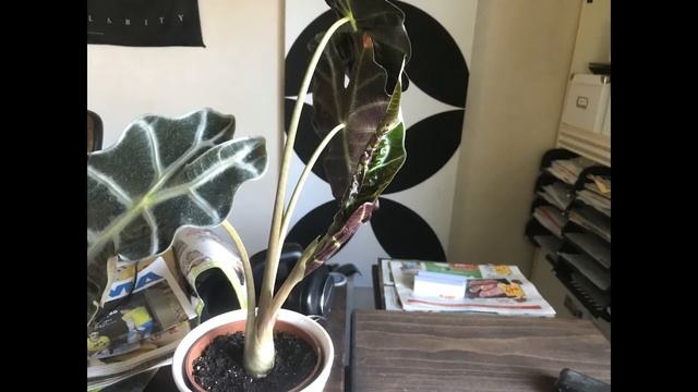 Alocasia Sanderiana Leaf Grows Out Day By Day