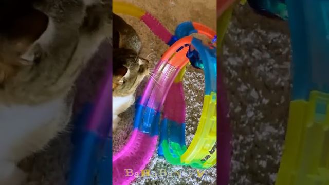 😺Cats are great and mighty! 🐈 Funny video with cats and kittens! 😸 смотреть онлайн