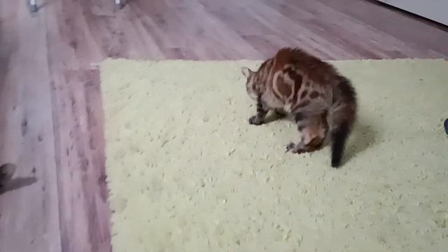 Котëнок, девочка ищет семью 🏡 Краснодар смотреть онлайн