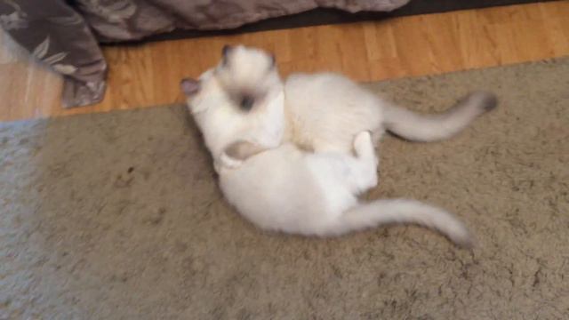 Котята-рэгдоллы играются. смотреть онлайн