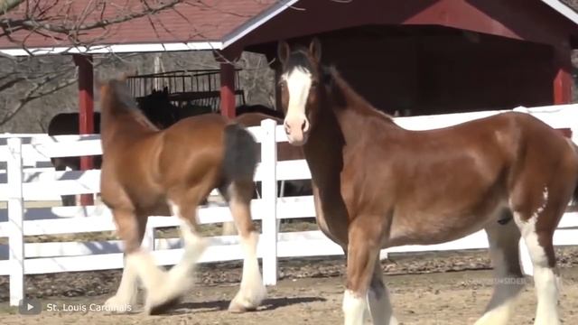 Посмотрите, на Что Способна Самая Мощная Лошадь в Мире смотреть онлайн