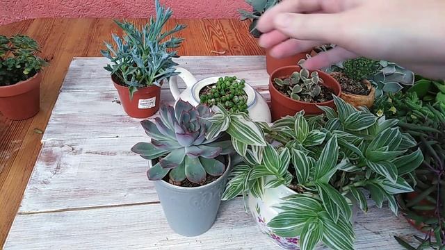 Комнатные цветы! Коллекция суккулентов ???? смотреть онлайн