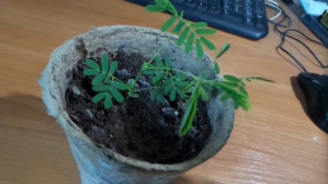 Живое ростение Мимоза стыдливая смотреть онлайн