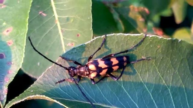The Longhorn beetle Leptura quadrifasciata смотреть онлайн