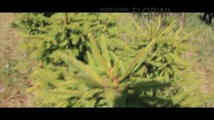 Две макушки у ели - обрезка летом.mp4