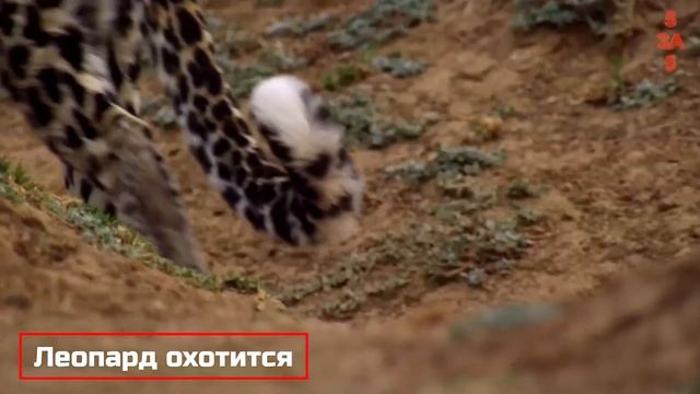 Крокодил забрался в логово собаки с щенками. Что было дальше, не оставит равнодушным никого! смотреть онлайн