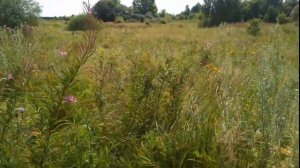 Поиск чермета-металла с металлоискателем