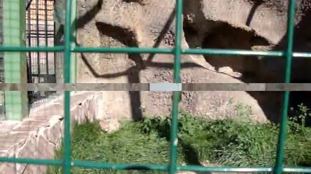 Еноты, лесной кот, рысь, песец и корсак смотреть онлайн