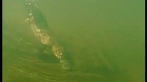 BBC. Жизнь млекопитающих.flv