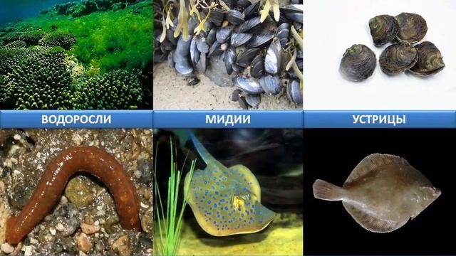 Жизнь в морях и океанах Биология 5 класс #22 Инфоурок смотреть онлайн