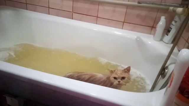 Купание персидской кошки смотреть онлайн