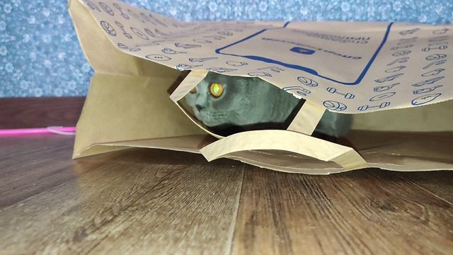 Чарли Василич#котик#юмор #домашниеживотные##приколы