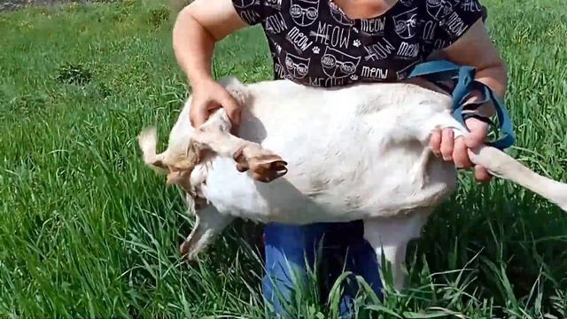 Это коза или козел? Вот в чем вопрос. смотреть онлайн