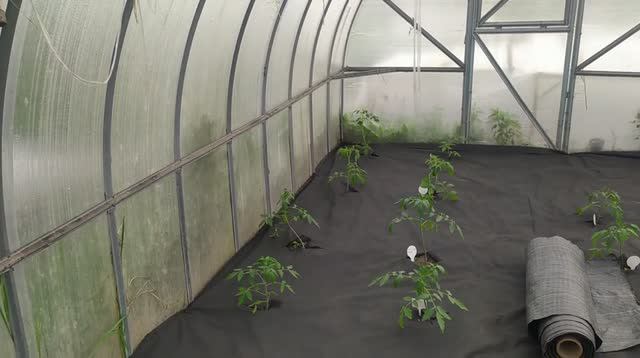 Томаты под мульчой в теплице. смотреть онлайн