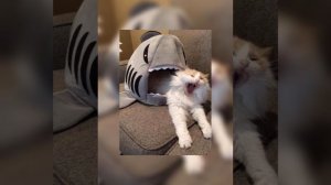 Jah Khalib- медина (speed up)