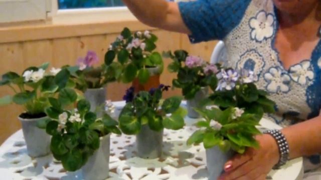 ФИАЛКИ - ВЫРАЩИВАНИЕ, РАЗМНОЖЕНИЕ, ЧЕРЕНКОВАНИЕ / Violet - growing, breeding смотреть онлайн