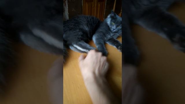 Злая кошка смотреть онлайн
