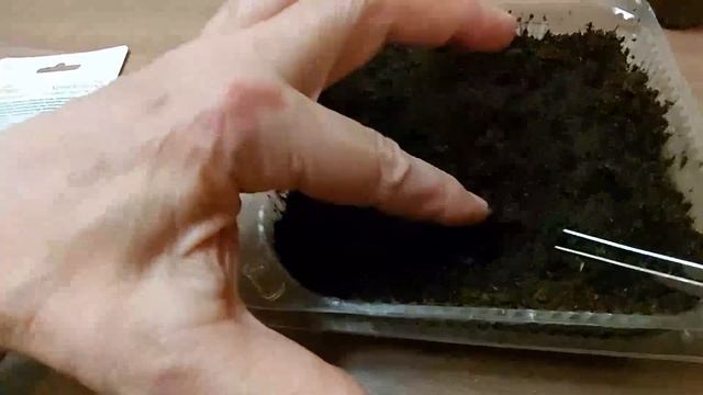 Посадка Хризантеллы на рассаду   Взошла через 4 дня!!!